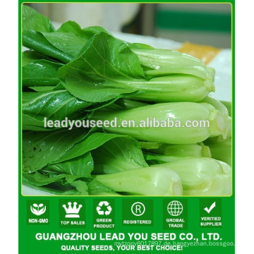 NPK09 Jieqi China Pak Choi Samen Industrie